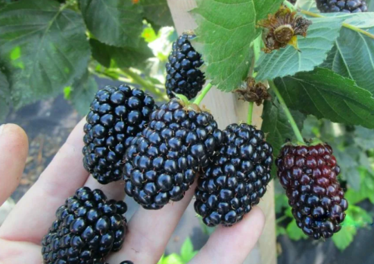Ежевика "БЛЭК ДЖЕМ"