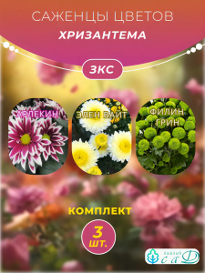 Хризантема Арлекин, Элен Вайт, Филин Грин, 3 шт
