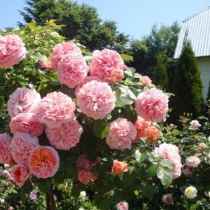 Роза «Абрахам Дерби» (Abraham Darby)